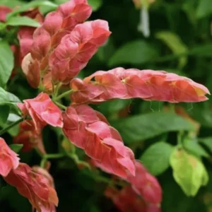 Red Shrimp Plant - 3 Live Starter Plants (4-6