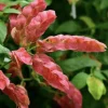 Red Shrimp Plant - 3 Live Starter Plants, 4-6 Inches Tall, Tropical, Outdoor - Image 1