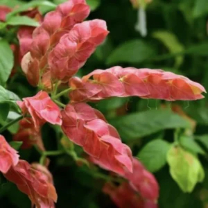 Red Shrimp Plant - 3 Live Starter Plants, 4-6 Inches Tall, Tropical, Outdoor - Image 1