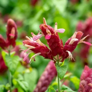 Red Shrimp Plant - 3 Live Starter Plants, 4-6 Inches Tall, Tropical, Outdoor - Image 2
