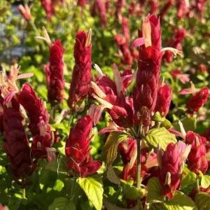 Red Shrimp Plant - 3 Live Starter Plants, 4-6 Inches Tall, Tropical, Outdoor - Image 3