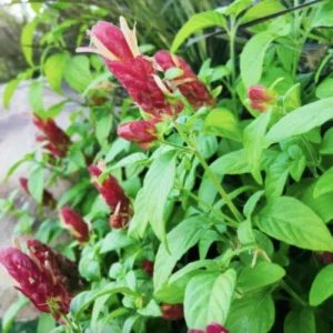 Red Shrimp Plant - 3 Live Starter Plants, 4-6 Inches Tall, Tropical, Outdoor - Image 5