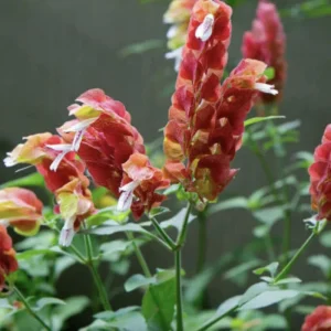 Red Shrimp Plant - 3 Live Starter Plants, 4-6 Inches Tall, Tropical, Outdoor - Image 6