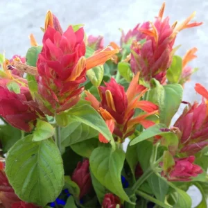 Red Shrimp Plant Live Plant – Justicia brandegeeana – 4 inch Pot – Tropical - Image 10