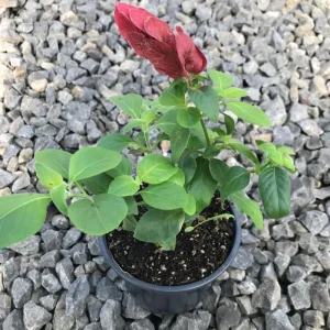 Red Shrimp Plant Live Plant – Justicia brandegeeana – 4 inch Pot – Tropical - Image 2