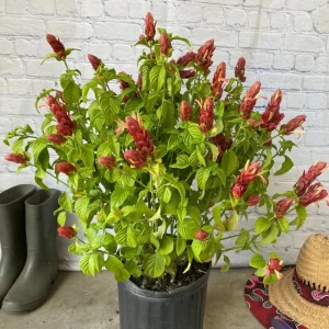 Red Shrimp Plant Live Plant – Justicia brandegeeana – 4 inch Pot – Tropical - Image 3