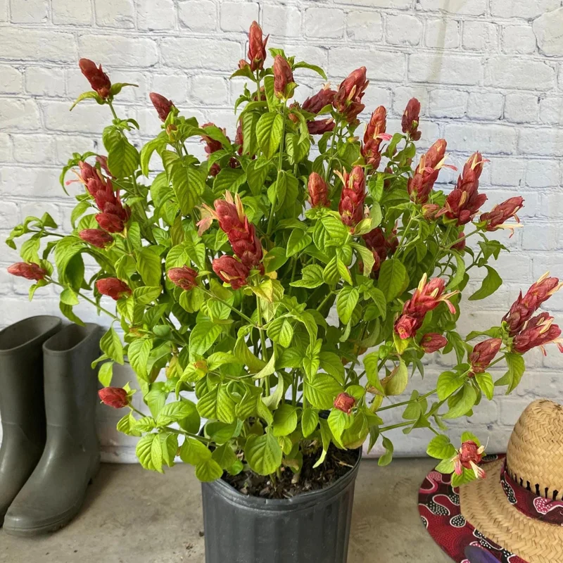 Red Shrimp Plant Live Plant – Justicia brandegeeana – 4 inch Pot – Tropical - Image 3