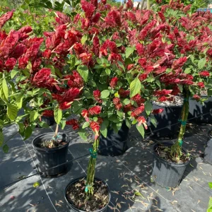 Red Shrimp Plant Live Plant – Justicia brandegeeana – 4 inch Pot – Tropical - Image 4