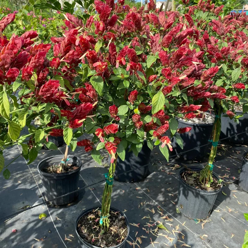 Red Shrimp Plant Live Plant – Justicia brandegeeana – 4 inch Pot – Tropical - Image 4