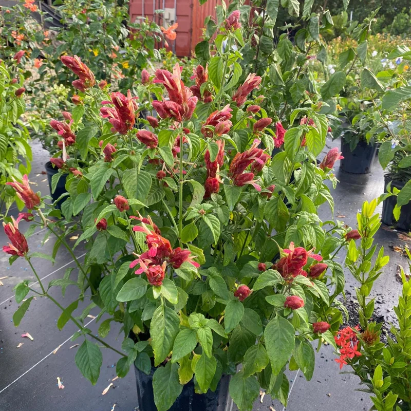 Red Shrimp Plant Live Plant – Justicia brandegeeana – 4 inch Pot – Tropical - Image 5
