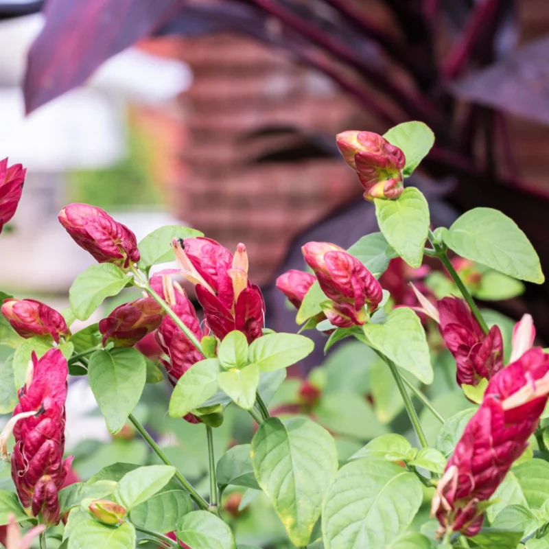 Red Shrimp Plant Live Plant – Justicia brandegeeana – 4 inch Pot – Tropical - Image 6