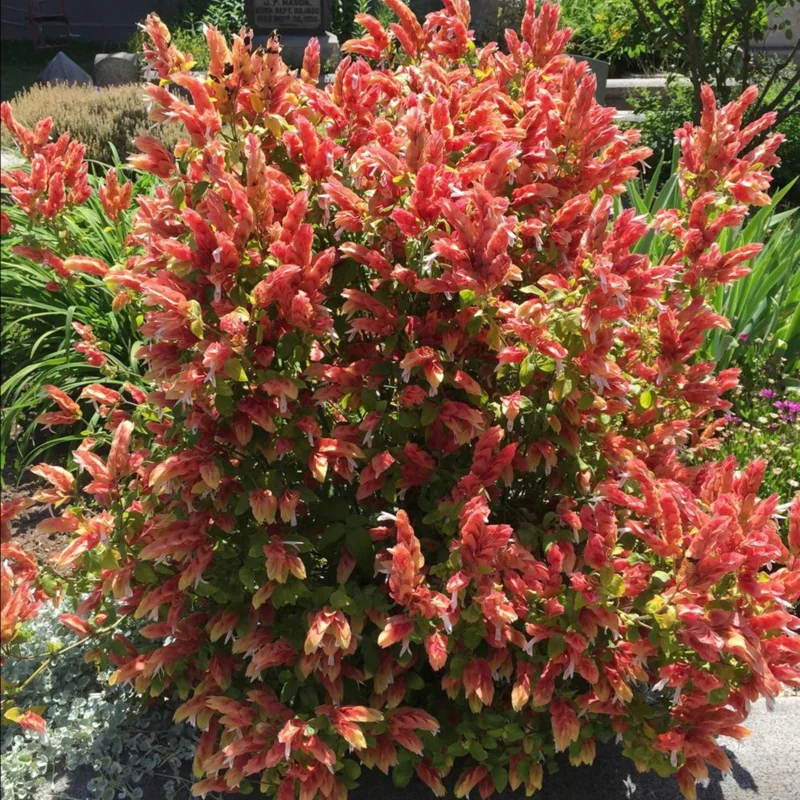Red Shrimp Plant Live Plant – Justicia brandegeeana – 4 inch Pot – Tropical - Image 7