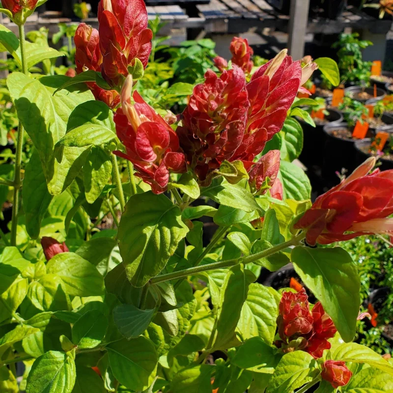 Red Shrimp Plant Live Plant – Justicia brandegeeana – 4 inch Pot – Tropical - Image 8