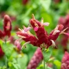 Red Shrimp Plant Live Plant – Justicia brandegeeana – 4 inch Pot – Tropical - Image 1