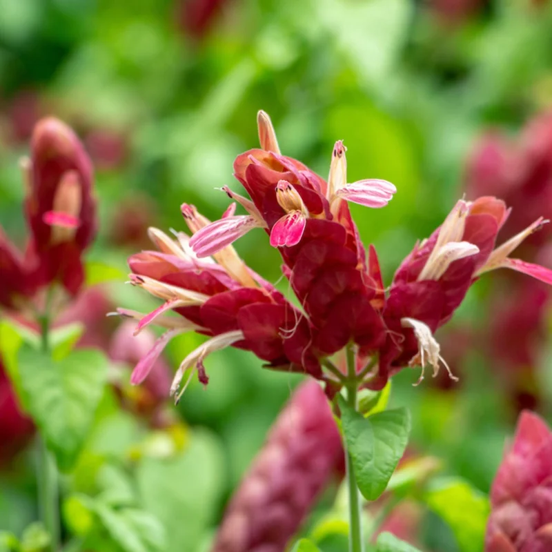 Red Shrimp Plant Live Plant – Justicia brandegeeana – 4 inch Pot – Tropical - Image 1
