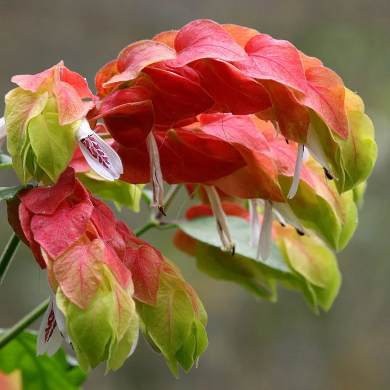 Red Shrimp Plant Live Plant – Justicia brandegeeana – 4 inch Pot – Tropical - Image 9