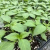 Red Sriracha Chili Super Hot Pepper Live Plants - 3-Pack - Outdoor/Indoor - Image 1