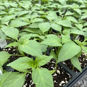 Red Sriracha Chili Super Hot Pepper Live Plants - 3-Pack - Outdoor/Indoor - Image 1