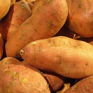 Red Sweet Potato Seeds for Planting - USDA Certified, 113 Grams - Image 1