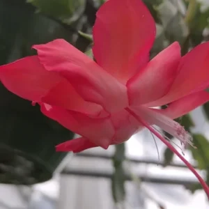 Red Thanksgiving Cactus Live Plant – 8'' Pot – Large Indoor Flowering Plant - Image 2
