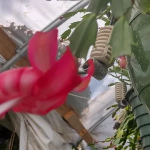 Red Thanksgiving Cactus Live Plant – 8'' Pot – Large Indoor Flowering Plant - Image 3