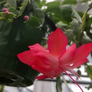 Red Thanksgiving Cactus Live Plant – 8'' Pot – Large Indoor Flowering Plant - Image 1