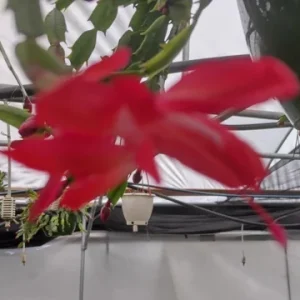 Red Thanksgiving Cactus Live Plant – 8'' Pot – Large Indoor Flowering Plant - Image 7