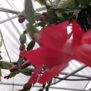 Red Thanksgiving Cactus Live Plant – 8'' Pot – Large Indoor Flowering Plant - Image 8
