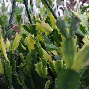 Red Thanksgiving Cactus Live Plant – 8'' Pot – Large Indoor Flowering Plant - Image 9