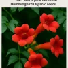 Red Trumpet Vine Seeds - 12 Pack Organic Perennial for Hummingbirds - Image 1