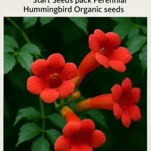 Red Trumpet Vine Seeds - 12 Pack Organic Perennial for Hummingbirds - Image 1