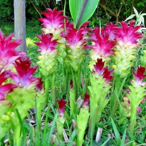 Red Turmeric Curcuma Rhizomes - 4oz Fast Growing Plant Root for Indoor/Outdoor - Image 1
