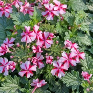 Red White Bi-color Perennial Verbena Canadensis Live Plant 4 inch pot - Image 2