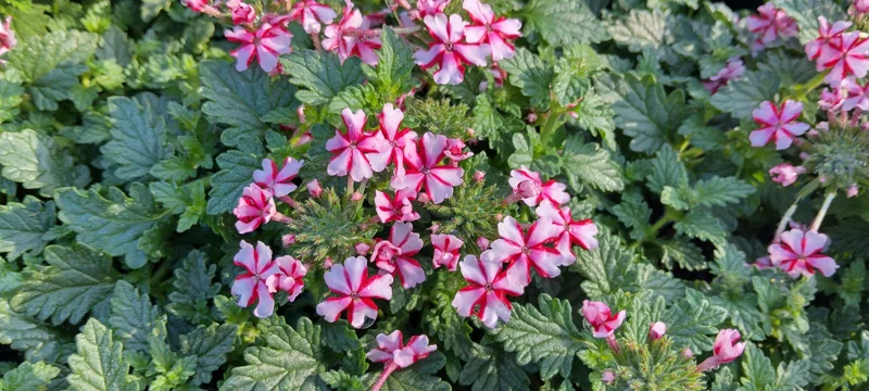 Red White Bi-color Perennial Verbena Canadensis Live Plant 4 inch pot - Image 2