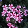 Red White Bi-color Perennial Verbena Canadensis Live Plant 4 inch pot - Image 1