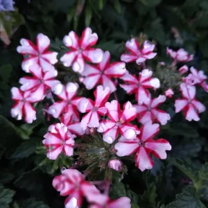 Red White Bi-color Perennial Verbena Canadensis Live Plant 4 inch pot - Image 1