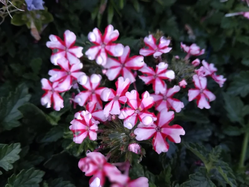 Red White Bi-color Perennial Verbena Canadensis Live Plant 4 inch pot - Image 1