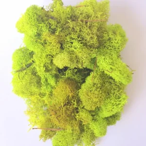 Reindeer Moss Chartreuse 2 OZ Bag – Decorative Terrarium Supply - Image 1