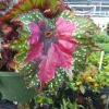 Rex Begonia Strawberry Sherbet Live Plant – 4 inch Pot – Indoor Foliage - Image 1