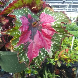 Rex Begonia Strawberry Sherbet Live Plant – 4 inch Pot – Indoor Foliage - Image 1