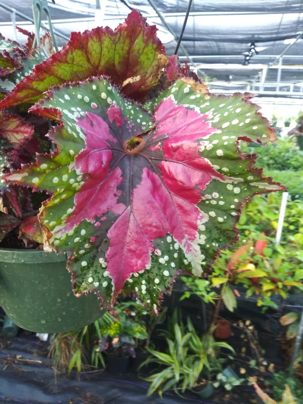 Rex Begonia Strawberry Sherbet Live Plant – 4 inch Pot – Indoor Foliage - Image 1