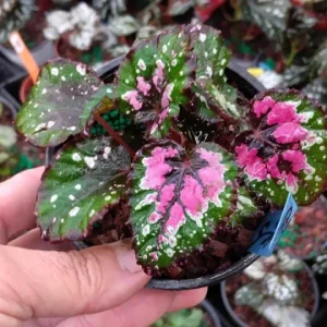 Rex Begonia Strawberry Sherbet Live Plant – 4 inch Pot – Indoor Foliage - Image 2