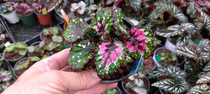 Rex Begonia Strawberry Sherbet Live Plant – 4 inch Pot – Indoor Foliage - Image 2
