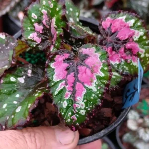 Rex Begonia Strawberry Sherbet Live Plant – 4 inch Pot – Indoor Foliage - Image 3