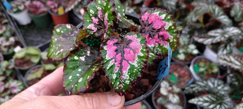 Rex Begonia Strawberry Sherbet Live Plant – 4 inch Pot – Indoor Foliage - Image 3