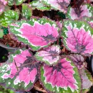 Rex Begonia Strawberry Sherbet Live Plant – 4 inch Pot – Indoor Foliage - Image 4