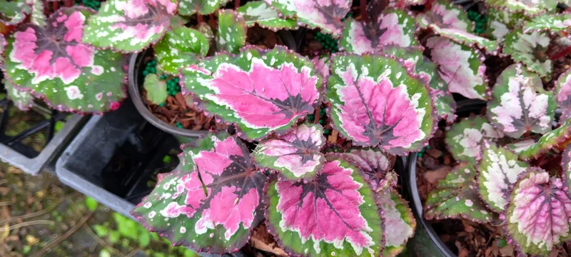 Rex Begonia Strawberry Sherbet Live Plant – 4 inch Pot – Indoor Foliage - Image 4