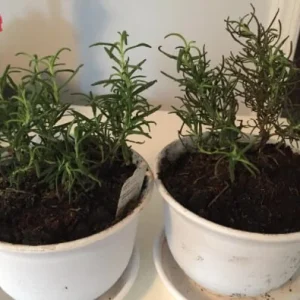 Rex Rosemary Live Plant - 2 Plants, Rosmarinus officinalis 'Rex', Culinary Herb, 4" Pot Size - Image 2