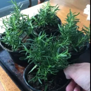 Rex Rosemary Live Plant - 2 Plants, Rosmarinus officinalis 'Rex', Culinary Herb, 4