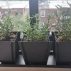 Rex Rosemary Live Plant - 2 Plants, Rosmarinus officinalis 'Rex', Culinary Herb, 4" Pot Size - Image 1